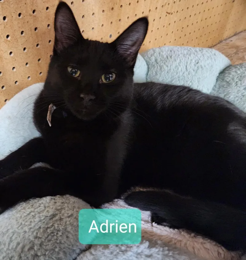 Adrien thumbnail 2