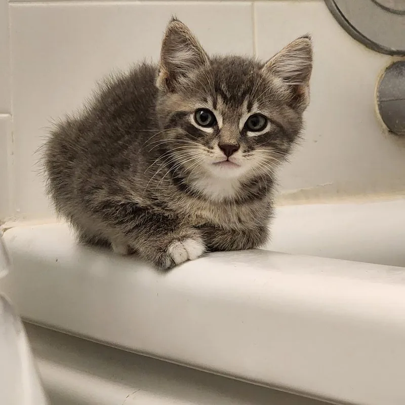 A baby medium-sized male Gray & White Domestic Medium Hair cat named Baguette for adoption in Saint Pete Beach, FL