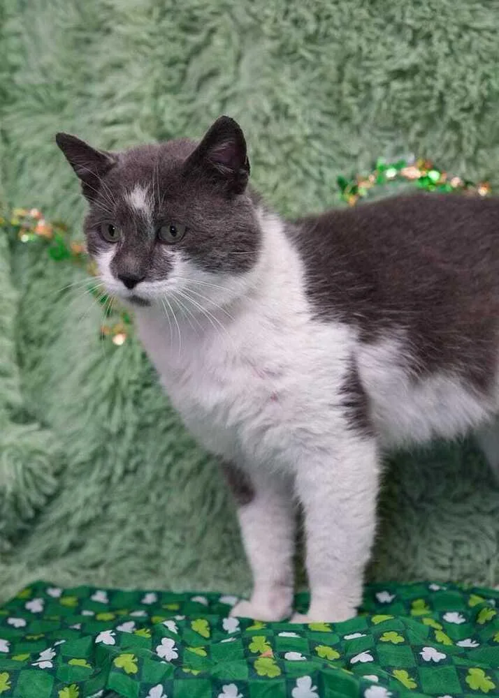 Fava Beans thumbnail 2