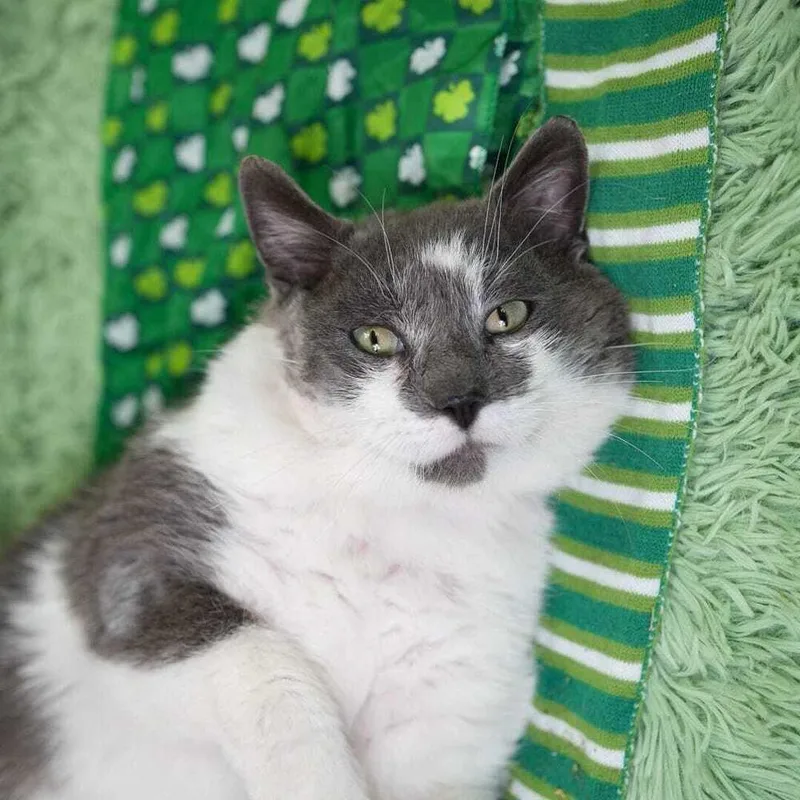 Fava Beans thumbnail 3