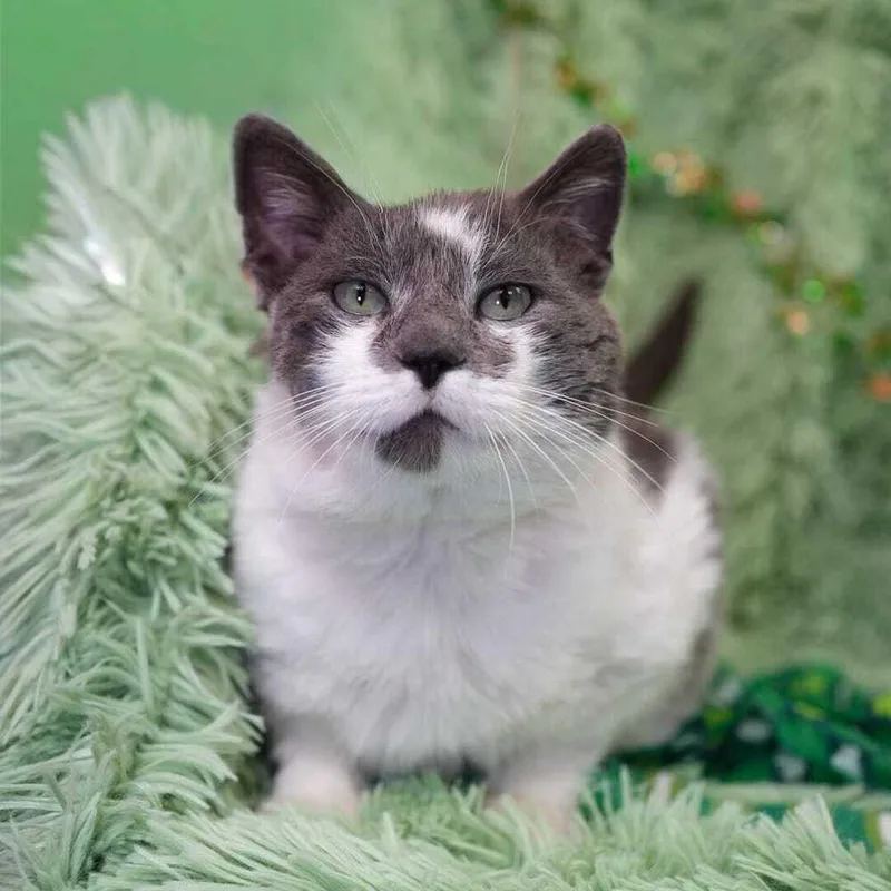 Fava Beans thumbnail 4