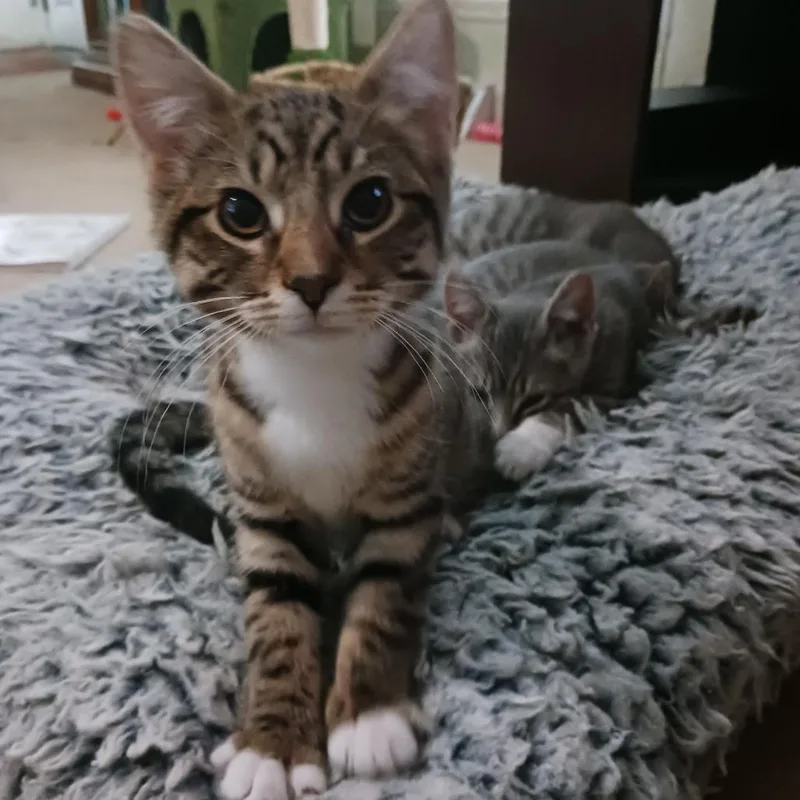 A baby small-sized female Torbie Domestic Short Hair cat named Leia Skywalker for adoption in Inver Grove Heights, MN