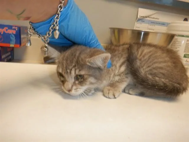 A baby small-sized female Domestic Short Hair cat named Phoebe for adoption in San Jose, CA