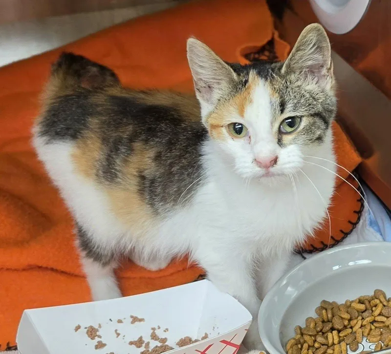 A baby medium-sized female Calico cat named Gabriella for adoption in Whiting, IN