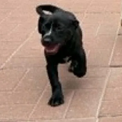 A baby small-sized female Black Chiweenie dog named Stella for adoption in Spring, TX