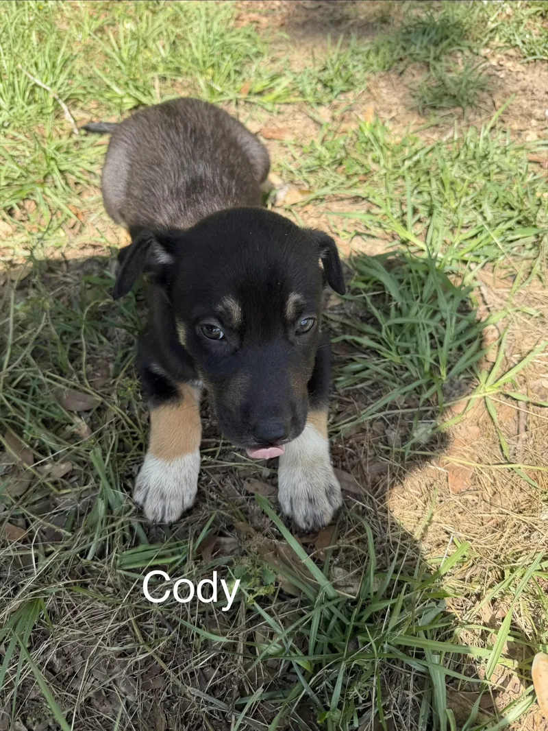 A baby medium-sized male German Shepherd Dog dog named Cody for adoption in Kiln, MS