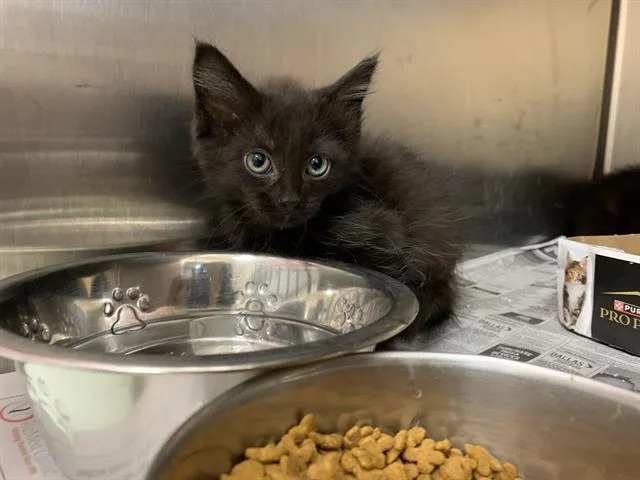 A baby small-sized male Domestic Short Hair cat named Commander for adoption in Grand Prairie, TX