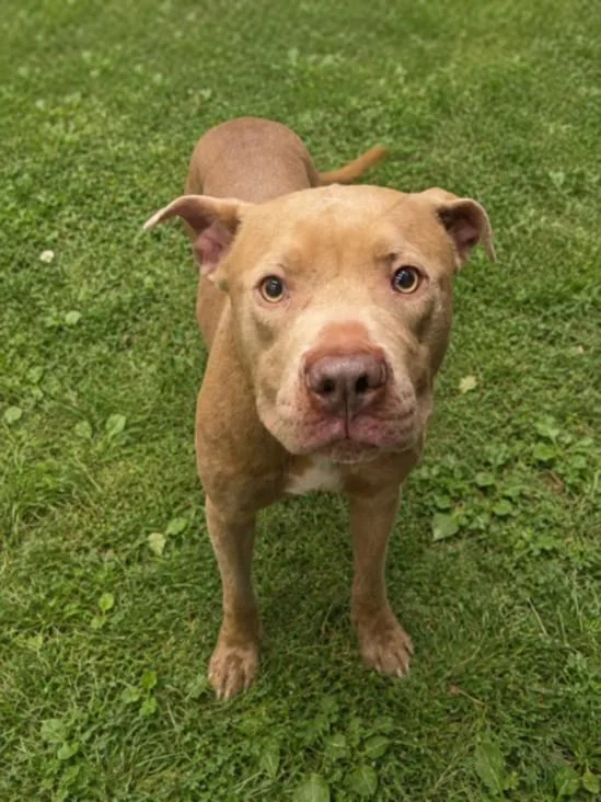A young large-sized male Pit Bull Terrier dog named Bruno for adoption in Clinton Township, MI