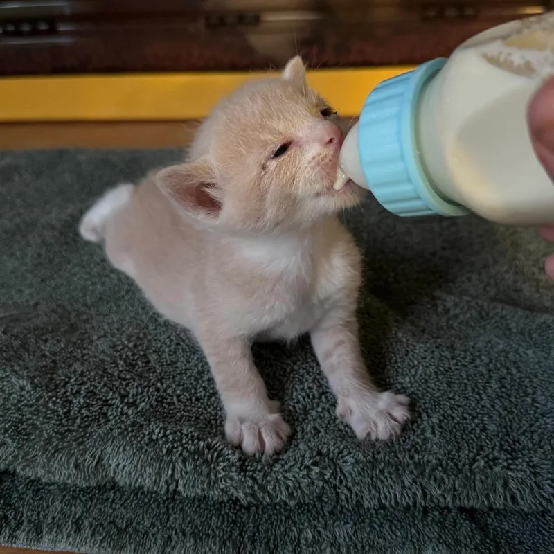 A baby small-sized male Buff / Tan / Fawn Domestic Short Hair cat named Jethro for adoption in Kansas City, MO