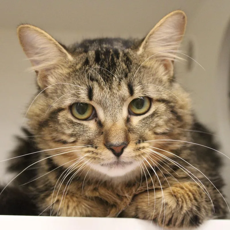 A young medium-sized male Brown / Chocolate Domestic Short Hair cat named Gene for adoption in Champaign, IL