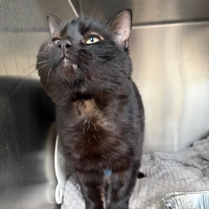 Tony Soprano thumbnail 2