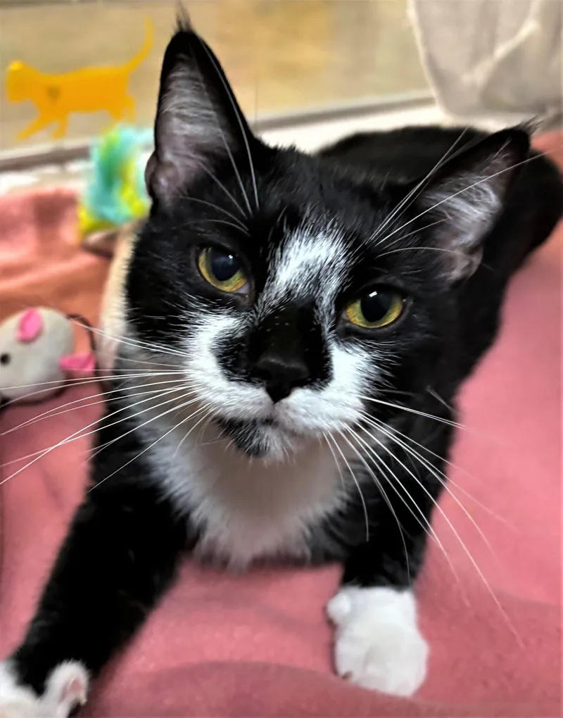 A young medium-sized female Domestic Short Hair cat named Daisy for adoption in Iowa City, IA
