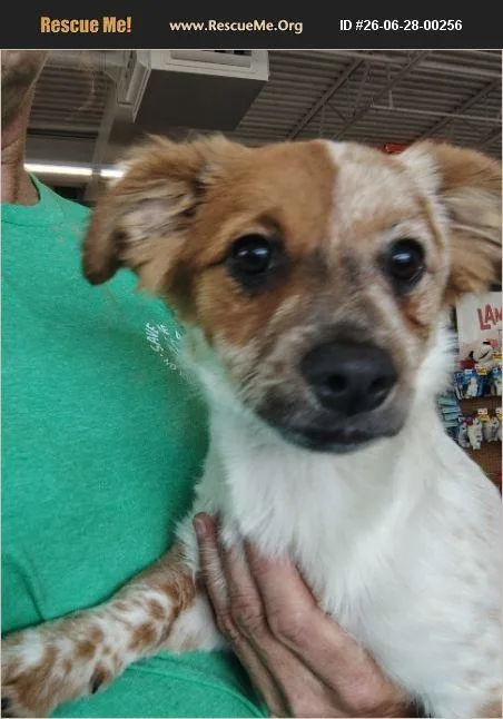 A baby small-sized female Chihuahua dog named Skittles for adoption in Evansville, IN