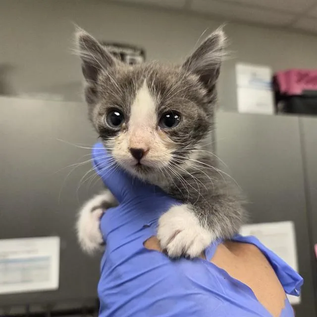 A baby small-sized male Domestic Short Hair cat named Pancho for adoption in Ontario, CA