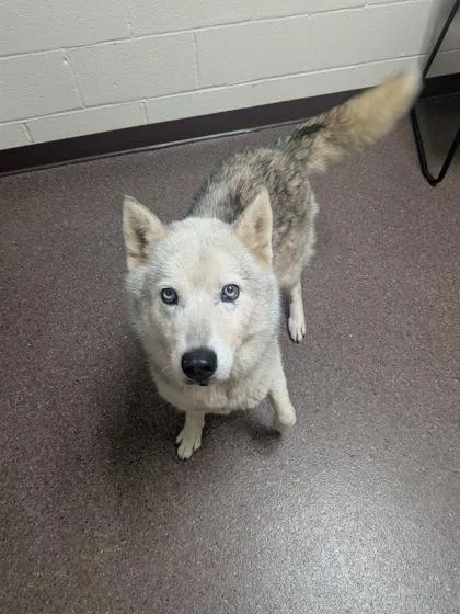 A young medium-sized female Siberian Husky dog named Maya for adoption in Louisburg, NC