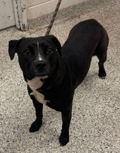A young medium-sized female Black Mixed Breed dog named Veruca for adoption in Kansas City, MO