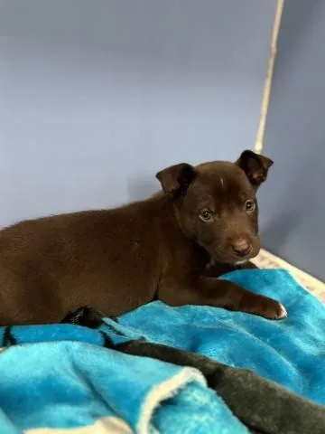 A young small-sized male Pit Bull Terrier dog named Coco for adoption in San Bernardino, CA