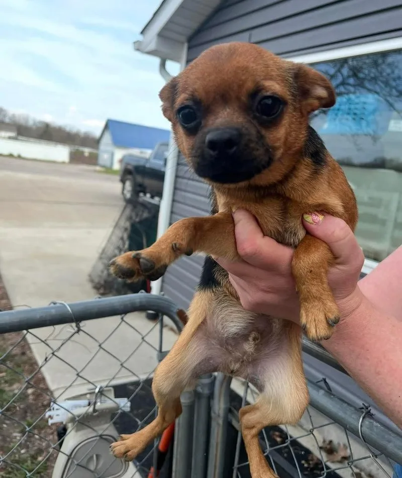 A baby small-sized male Pug dog named Fabio for adoption in Plymouth, MI