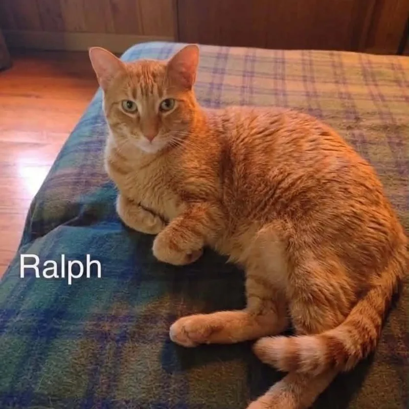 Ralph thumbnail 2