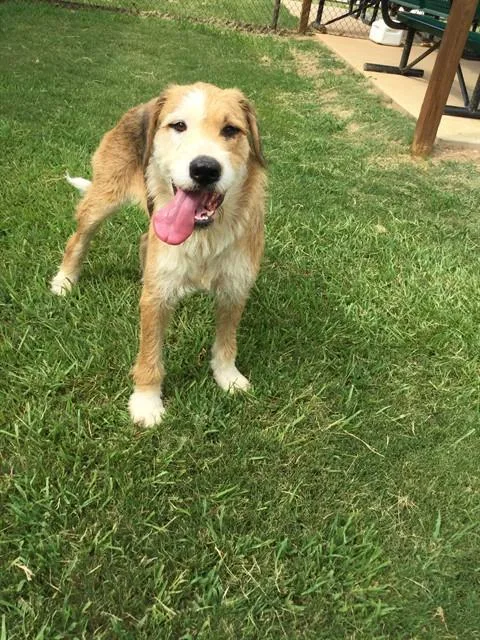 An adult large-sized male Fox Terrier dog named Tovi for adoption in Appling, GA