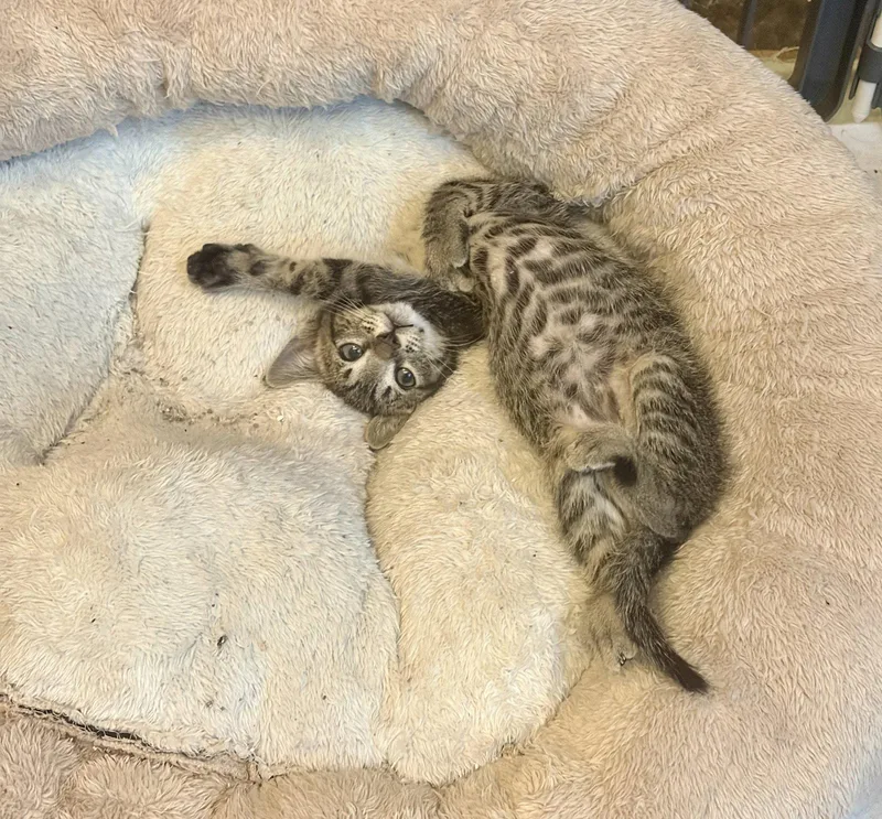 A baby medium-sized male Tabby cat named Gingham for adoption in MONTGOMERY, TX