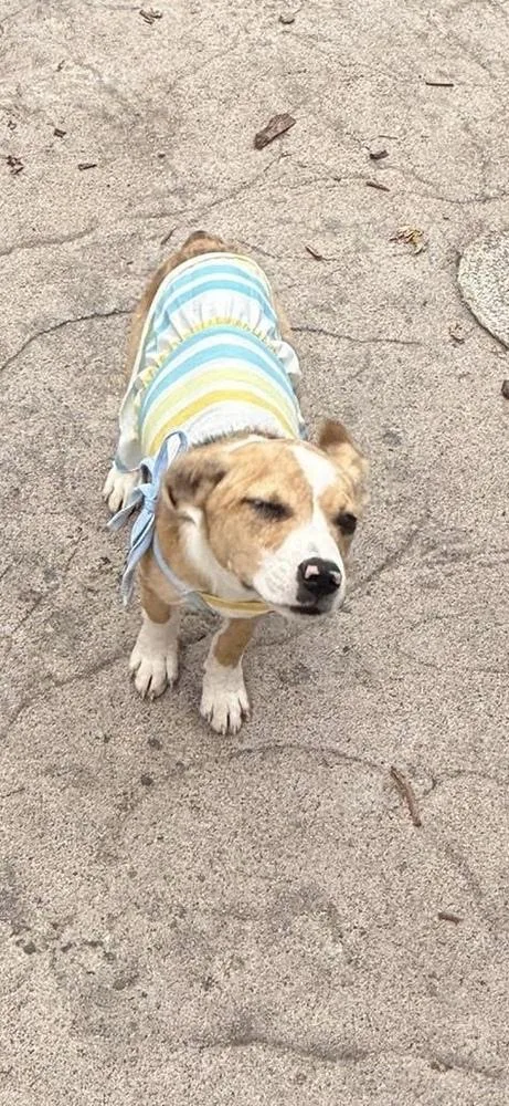 Petunia