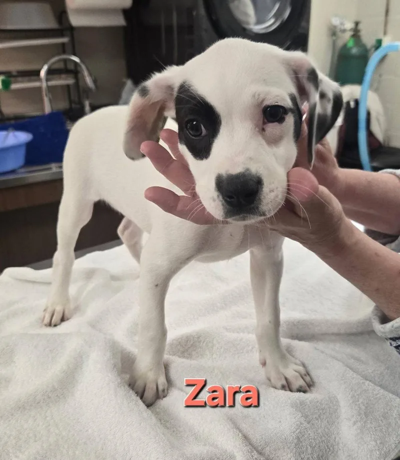 A baby medium-sized female Australian Cattle Dog / Blue Heeler dog named Zara for adoption in Whitehall, PA