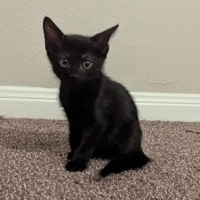 A baby small-sized female Domestic Short Hair cat named Morticia for adoption in Portland, TX