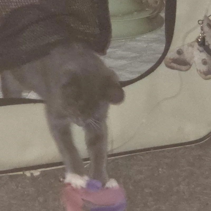 A baby small-sized male Domestic Short Hair cat named Mocha for adoption in Shelbyville, IN