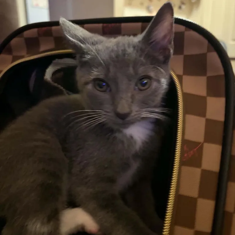 Mocha thumbnail 2