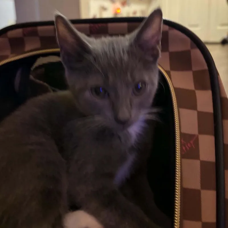Mocha thumbnail 3