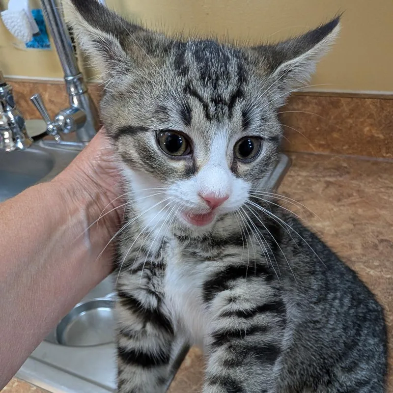 A baby small-sized female Brown / Chocolate Domestic Short Hair cat named Xylina for adoption in New York, NY