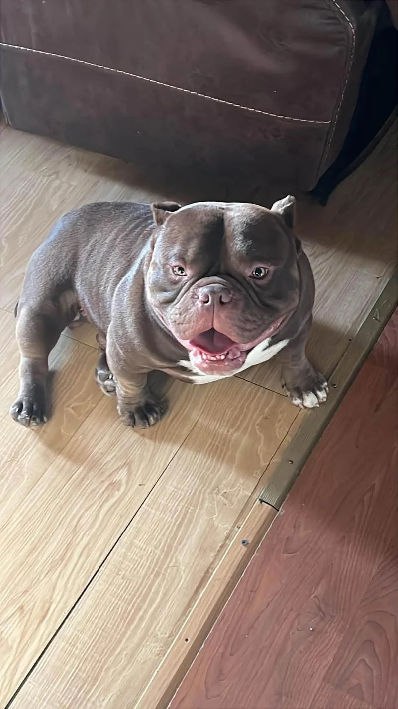 An adult medium-sized male Bicolor Bulldog dog named Nico for adoption in Greenwich, NY