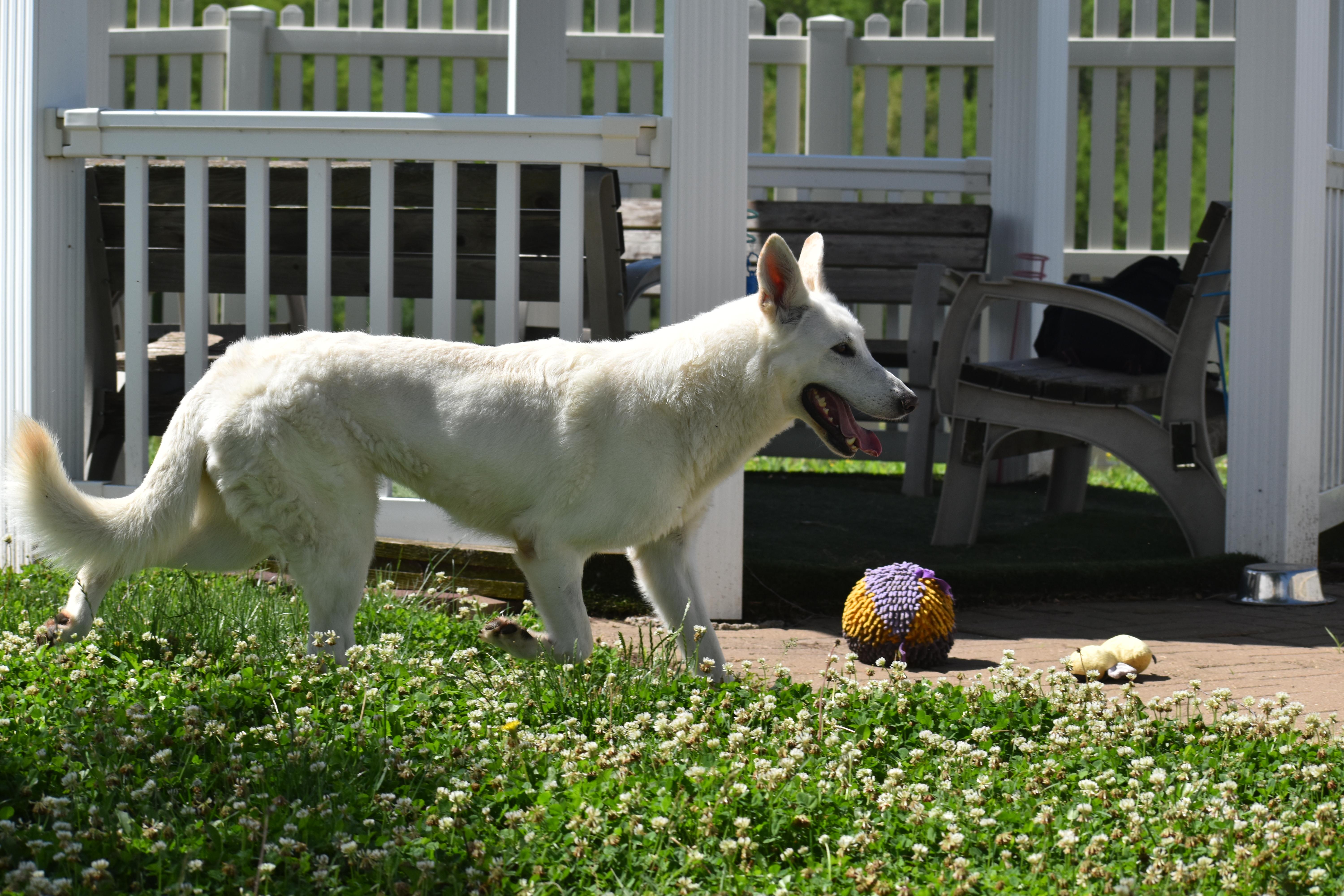 An adult large-sized female Shepherd dog named Kixie for adoption in Auburn, NE