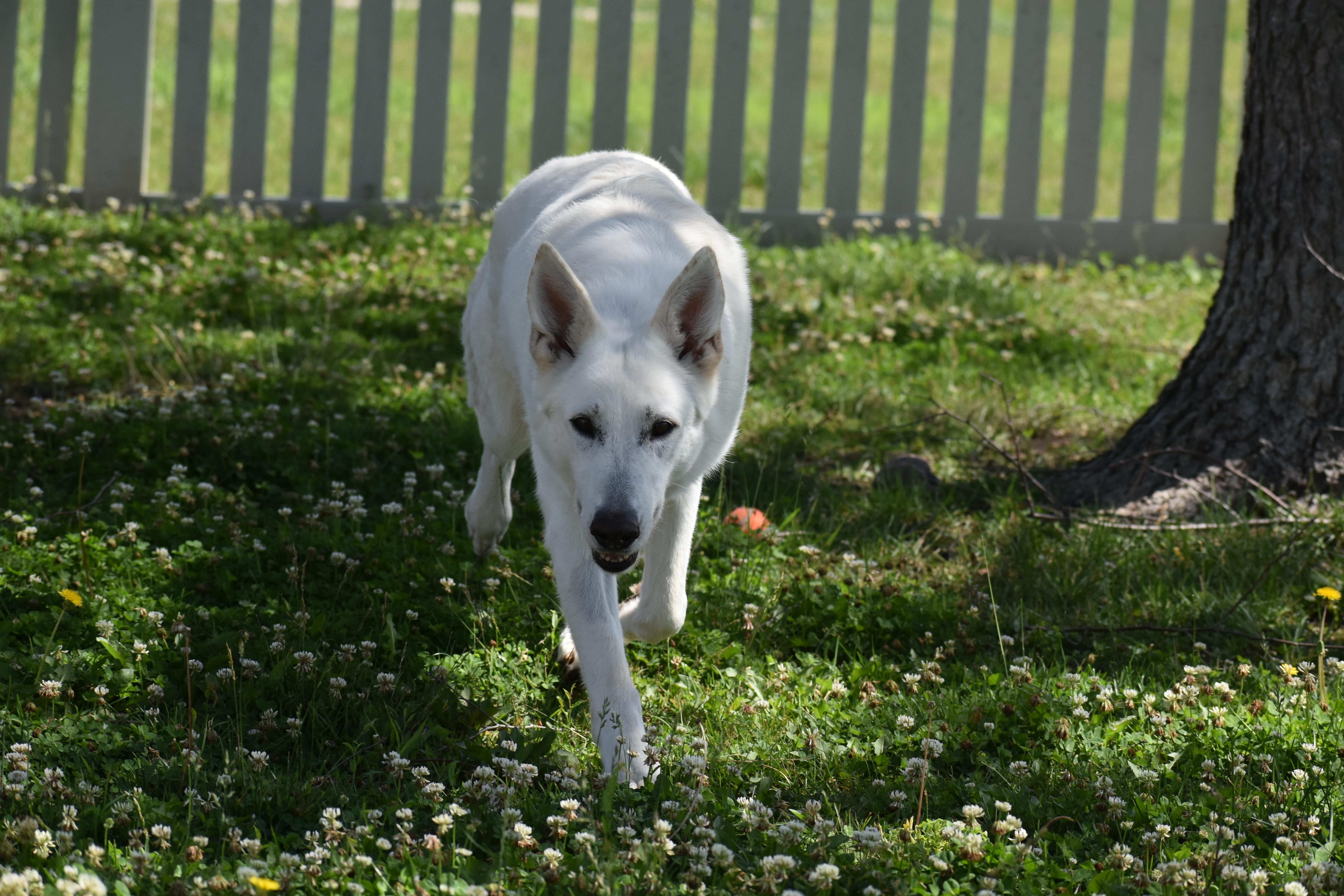 Kixie thumbnail 6