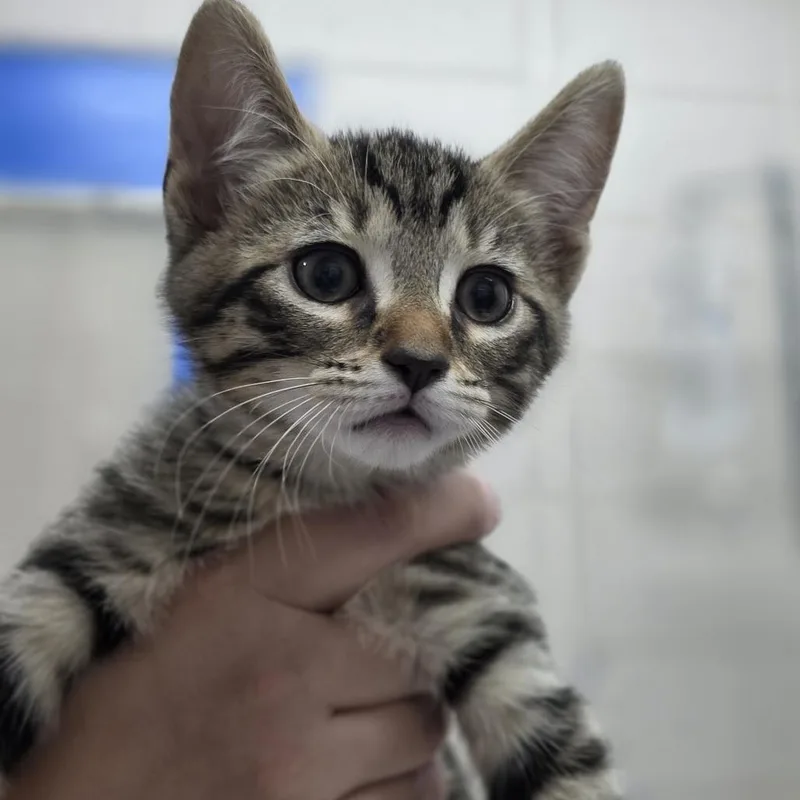 A baby small-sized male Brown / Chocolate Domestic Short Hair cat named Ollie for adoption in Huntsville, AL