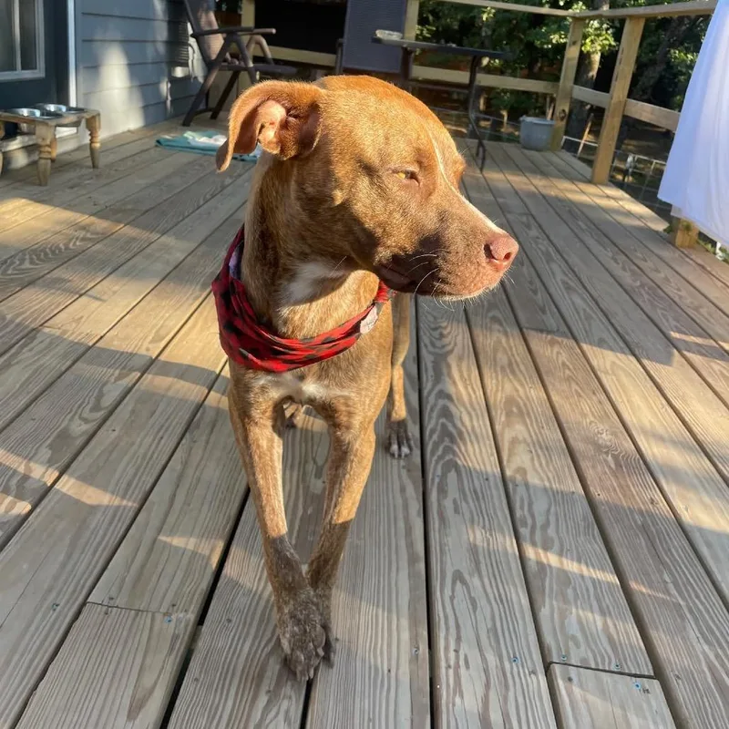 An adult medium-sized male Yellow / Tan / Blond / Fawn Pit Bull Terrier dog named Cowboy Charlie for adoption in Dallas, TX