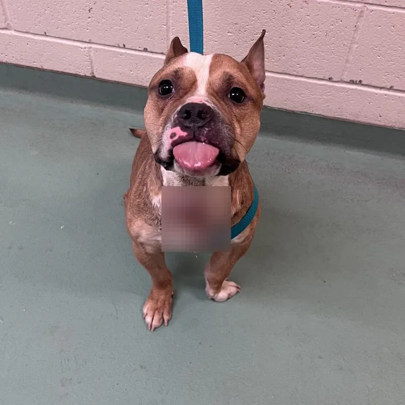 An adult medium-sized male Yellow / Tan / Blond / Fawn Mixed Breed dog named Eli for adoption in Memphis, TN