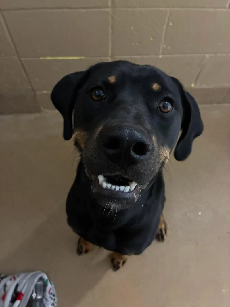 A young medium-sized male Black Labrador Retriever dog named Ray for adoption in Canon City, CO
