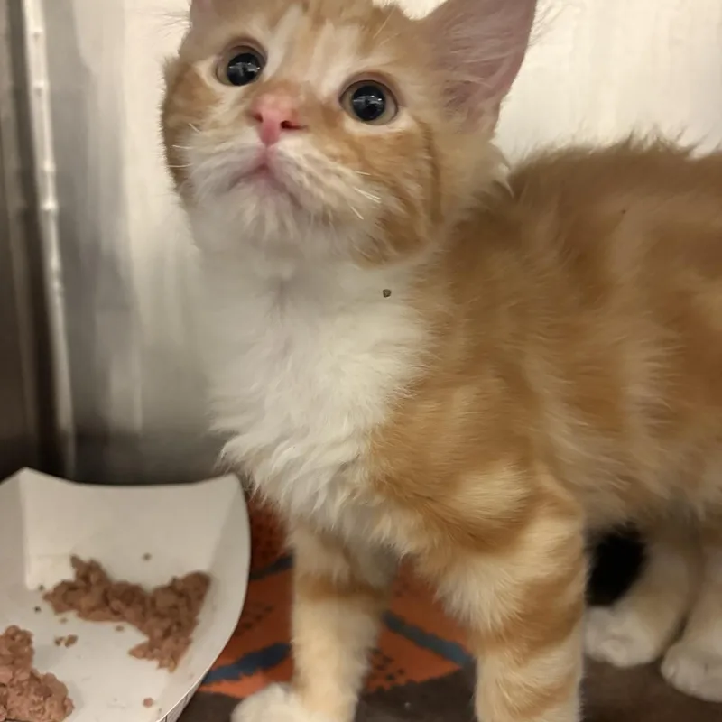 A baby small-sized male Orange & White Domestic Medium Hair cat named Uncle Kracker for adoption in Saint Charles, MO