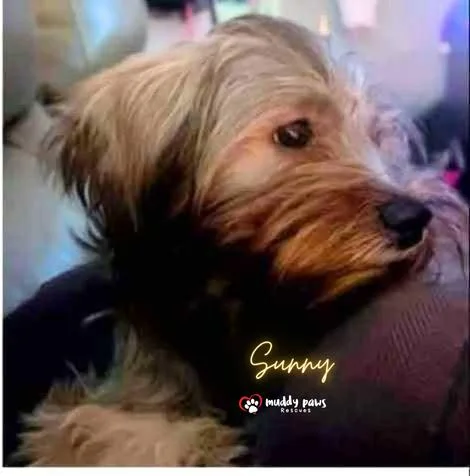 Sunny thumbnail 2