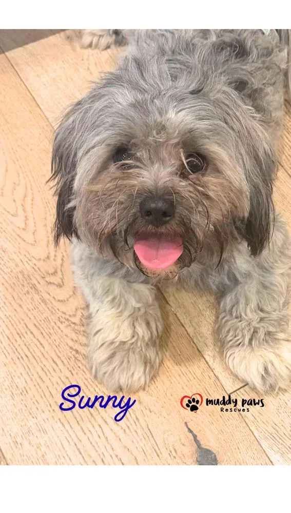 Sunny thumbnail 4