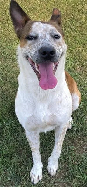 An adult large-sized female Australian Cattle Dog / Blue Heeler dog named Maggie for adoption in Appling, GA
