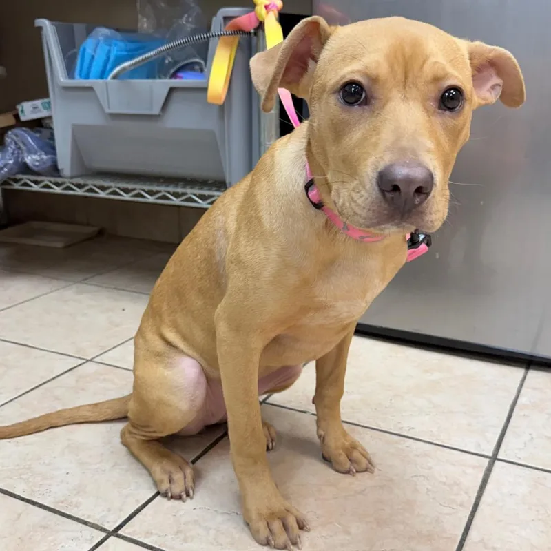 A baby medium-sized female Pit Bull Terrier dog named Dolly for adoption in Birmingham, AL