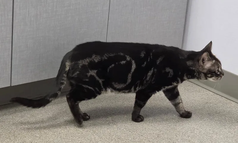 An adult small-sized female Bengal cat named Luna for adoption in West Bloomfield, MI