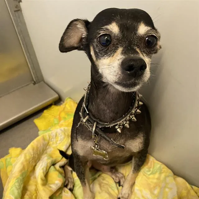 A senior small-sized male Chihuahua dog named Achilles for adoption in Modesto, CA