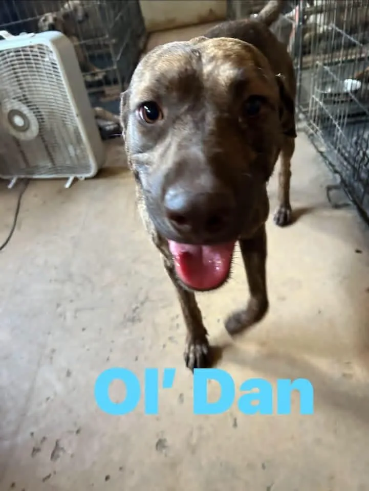 Ol Dan