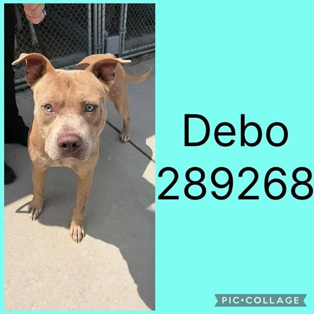 A young large-sized male American Bulldog dog named Debo for adoption in Macon, GA