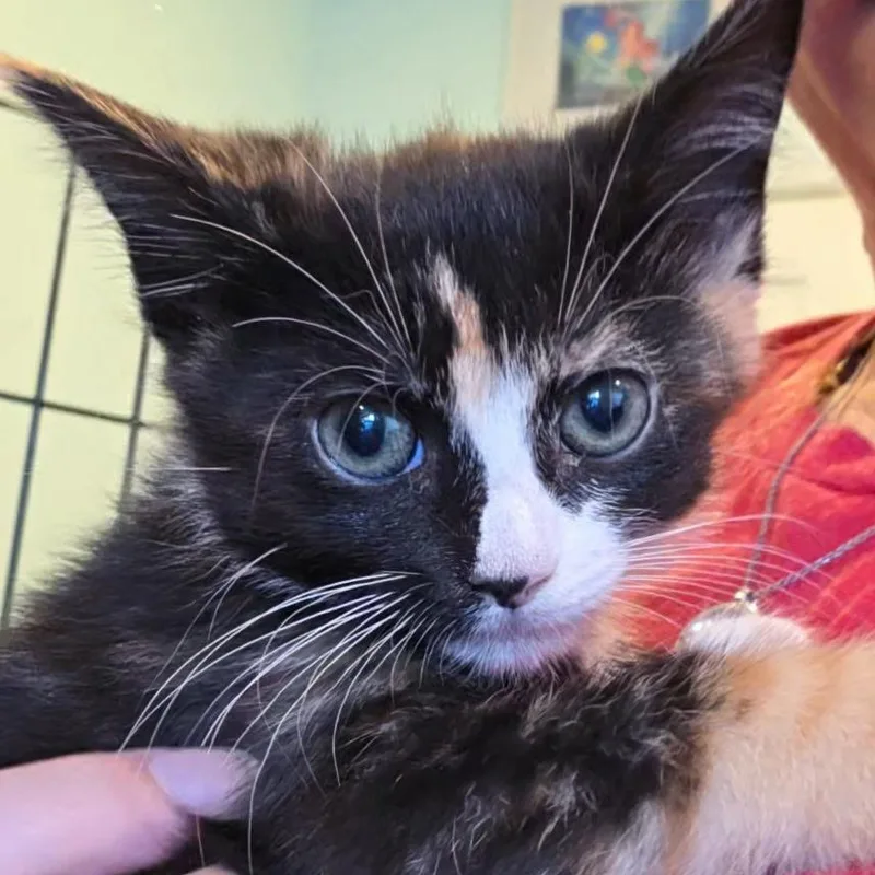 A baby small-sized female Calico Domestic Short Hair cat named Phoenix for adoption in Bel Air, MD