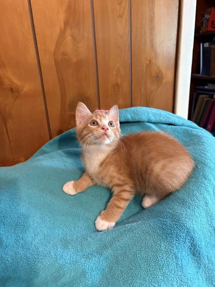 A baby small-sized female Domestic Short Hair cat named Cara Cara for adoption in Saint Augustine, FL